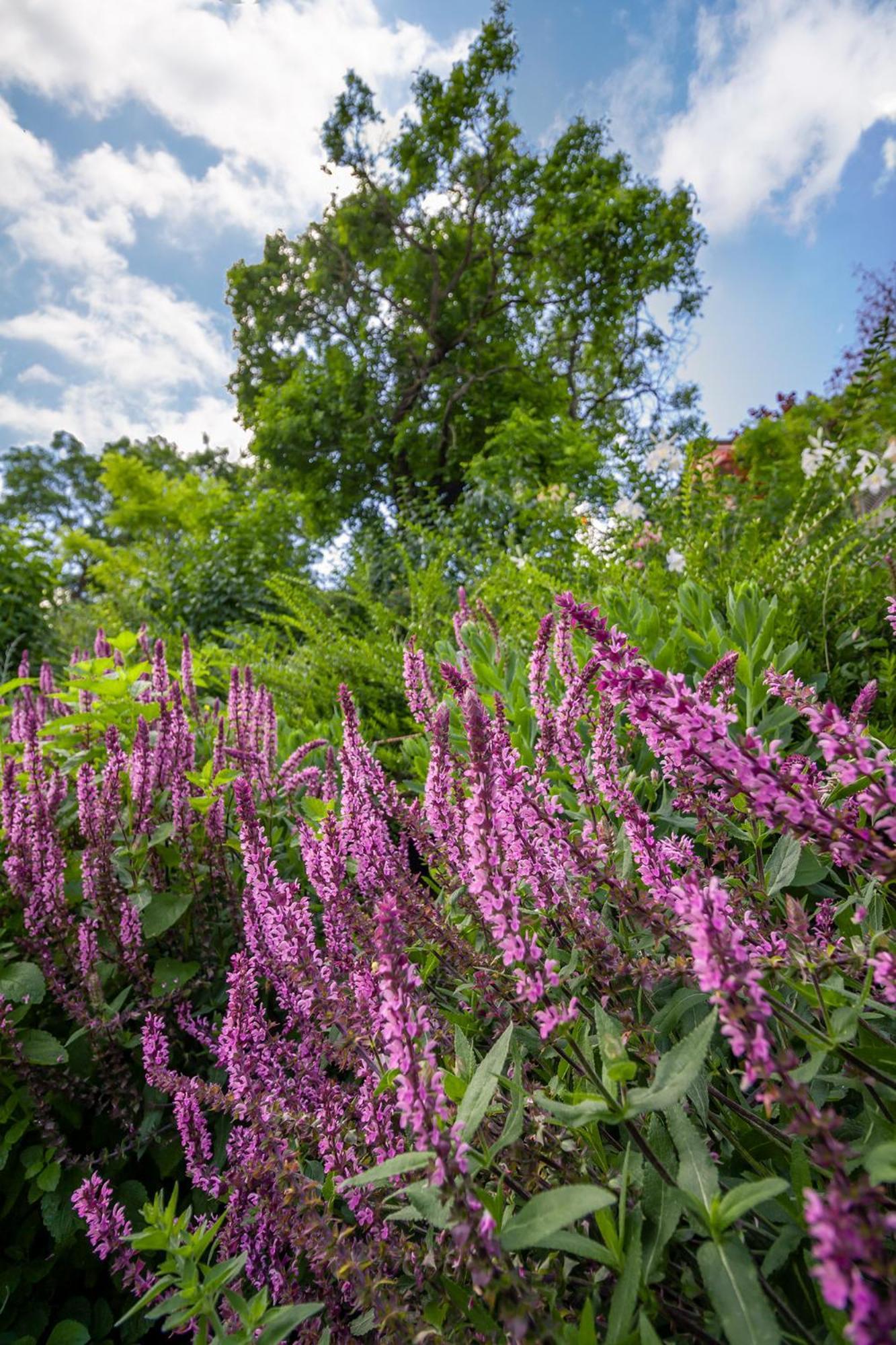 Monbuhim Comfort Веспрем Номер фото